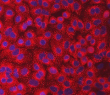 Anti-SEC23IP Antibody