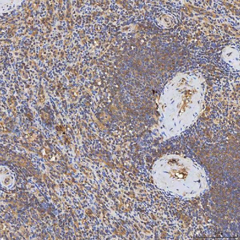 Anti-Syntenin 2/SDCBP2 Antibody