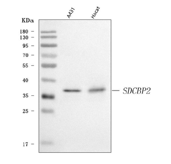Anti-Syntenin 2/SDCBP2 Antibody