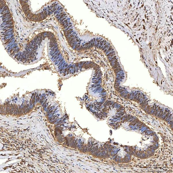 Anti-Syntenin 2/SDCBP2 Antibody