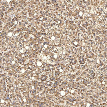Anti-Syntenin 2/SDCBP2 Antibody