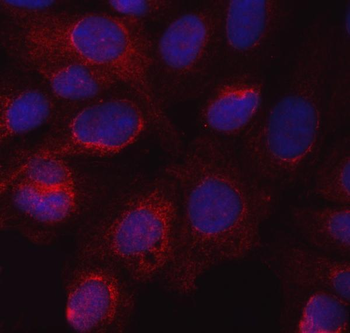 Anti-eNOS/NOS3 Antibody