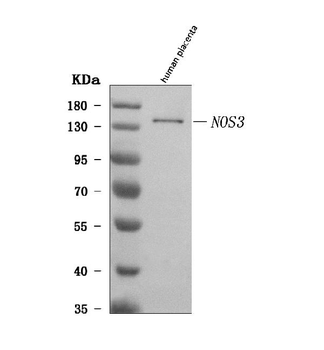 Anti-eNOS/NOS3 Antibody