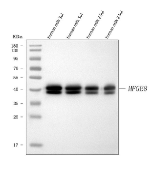 Milk Fat Globule 1/MFGE8 Antibody