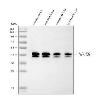 Milk Fat Globule 1/MFGE8 Antibody