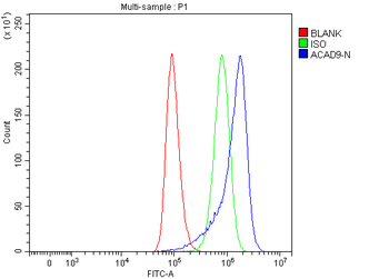 Anti-ACAD9 Antibody