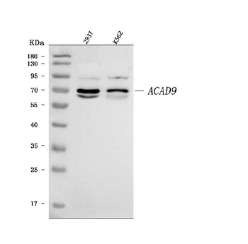 Anti-ACAD9 Antibody