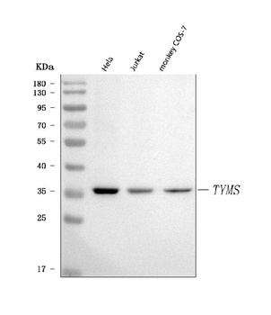 Thymidylate Synthase/TYMS Antibody