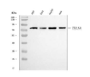 Alpha Taxilin/TXLNA Antibody