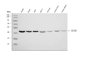 Anti-TUFM Antibody
