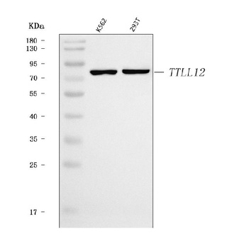 TTLL12 Antibody