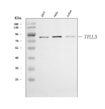 TTLL3 Rabbit Polyclonal Antibody