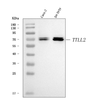 Anti-TTLL2 Antibody
