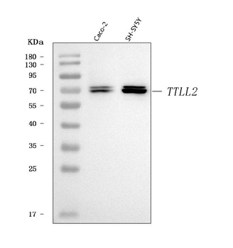 TTLL2 Antibody