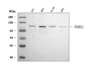 TSHZ1 Antibody