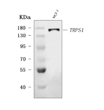 Anti-TRPS1 Antibody