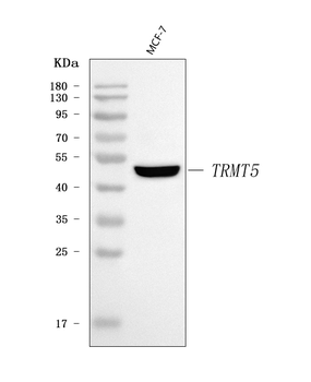 Anti-TRMT5 Antibody