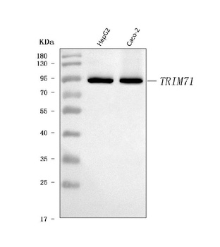 LIN41/TRIM71 Antibody