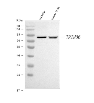 Anti-TRIM36 Antibody