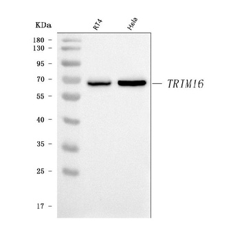 TRIM16 Antibody