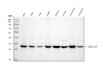 Anti-TOLLIP Antibody