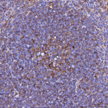Anti-LIGHT/Tnfsf14 Antibody