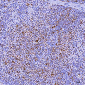 Anti-LIGHT/Tnfsf14 Antibody