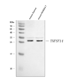 Anti-LIGHT/Tnfsf14 Antibody