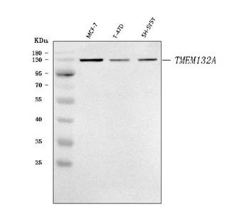 TMEM132A Rabbit Polyclonal Antibody