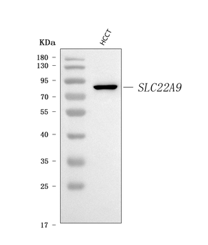 Anti-SLC22A9 Antibody