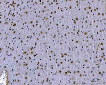 Anti-SFPQ Antibody