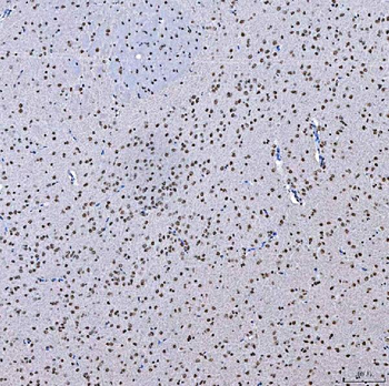 Anti-SFPQ Antibody