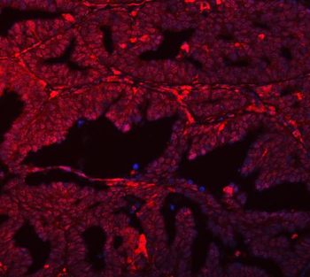 Anti-SFPQ Antibody