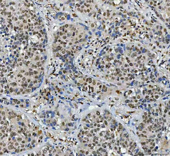 Anti-SFPQ Antibody