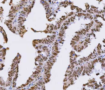 Anti-SFPQ Antibody