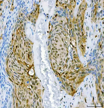 SFPQ Antibody