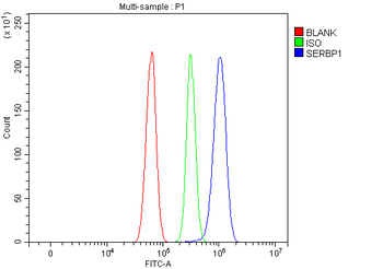 Anti-SERBP1 Antibody
