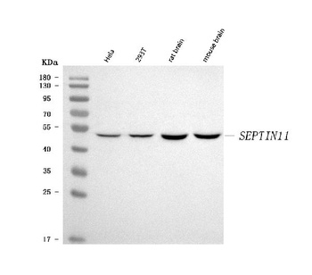 Septin 11/SEPTIN11 Antibody