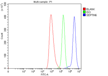 Anti-SEPT6/SEPTIN6 Antibody
