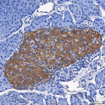 Anti-SEL1L Antibody