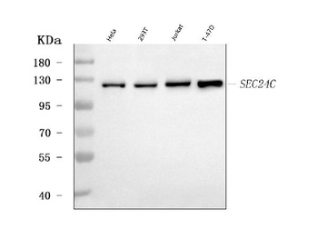 SEC24C Antibody