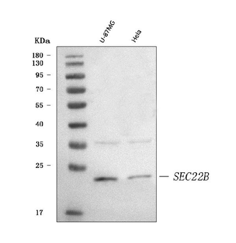 Anti-SEC22B Antibody