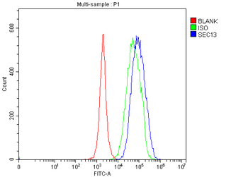 Anti-SEC13L1/SEC13 Antibody