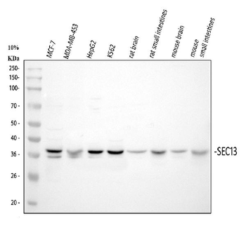 Anti-SEC13L1/SEC13 Antibody