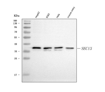 SEC13L1/SEC13 Antibody