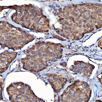 Anti-SDF2L1 Antibody