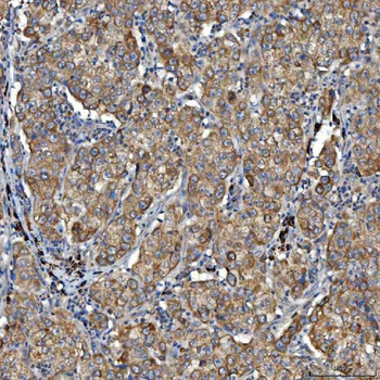 Anti-SDF2L1 Antibody