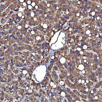 Anti-SDF2L1 Antibody