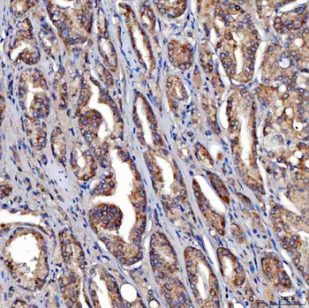 Anti-SDF2L1 Antibody