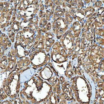Anti-SDF2L1 Antibody